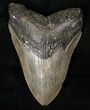 Bargain Megalodon Tooth - South Carolina #14686-1
